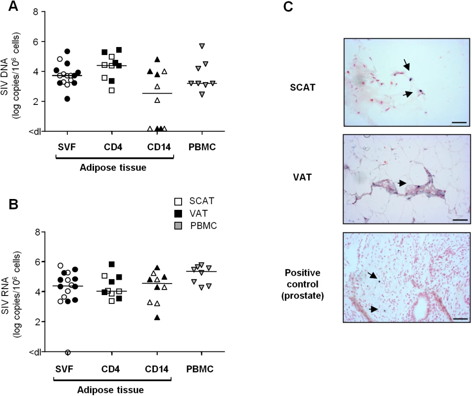 Quantification of SIV DNA and RNA in adipose tissue cells.