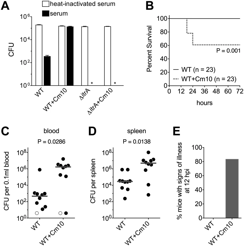Antibiotic-induced exopolysaccharide hyperproduction increases serum resistance and virulence.