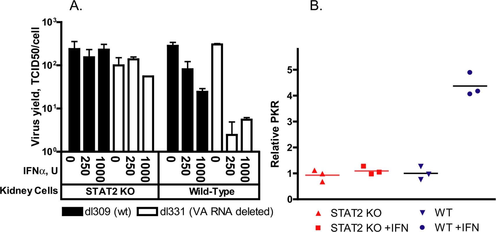 IFNα treatment of primary kidney cells derived from wt but not from STAT2 KO hamsters inhibits the replication of adenovirus.