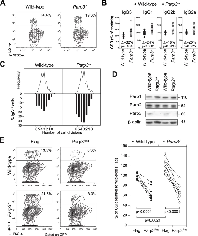 Parp3 is a negative regulator of immunoglobulin class switch recombination.