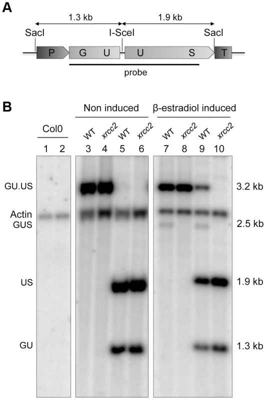 Molecular confirmation of recombination in WT, but not <i>xrcc2</i> mutant plants.