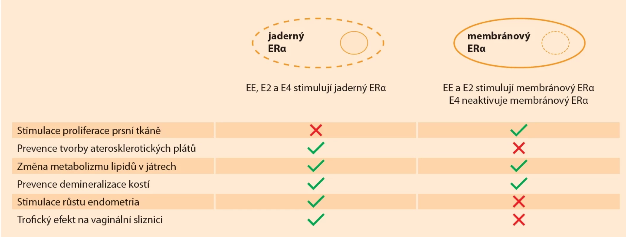 Rozdílná role ethinylestradiolu (EE), estradiolu (E2) a estetrolu (E4) ve vazbě na ERα [9]. </br>Fig. 1. Diff erential role of ethinyl estradiol (EE), estradiol (E2) and estetrol (E4) in binding to ERα [9].