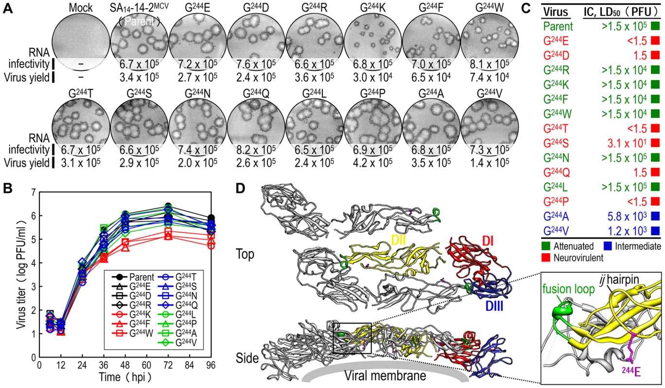 E-244: A key neurovirulence factor located in the <i>ij</i> hairpin of the viral E glycoprotein.