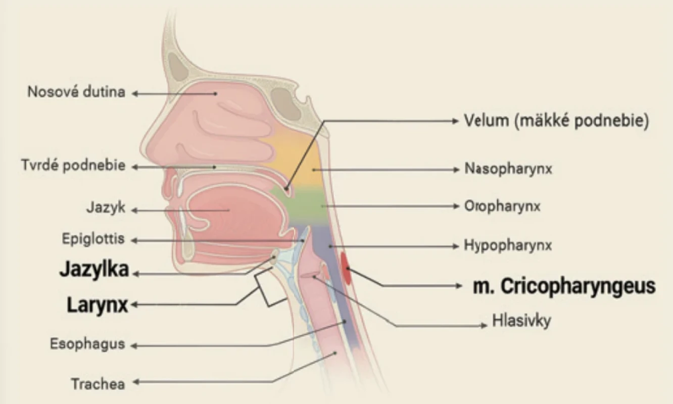 Anatomické zobrazenie prehĺtacích štruktúr. Jazylka (os hyoideum) spolu s laryngom tvoria hyolaryngeálny komplex. Jeho eleváciou (posunom hore a dopredu) cca o 10–17 mm dochádza k preklopeniu epiglottis, čím sa uzatvára vstup do dolných dýchacích ciest a zabraňuje sa tým aspirácii potravy. Zároveň napomáha pri otváraní UES. Musculus cricopharyngeus tvorí hlavnú časť UES. Svojím neustálym tonickým napätím v pokoji zabraňuje regurgitácii potravy z ezofágu a chráni dýchacie cesty pred refluxom žalúdočného obsahu. Pri prehĺtaní dochádza k jeho relaxácii a vyššie spomenutá elevácia hyolaryngeálneho komplexu ho zároveň mechanicky dilatuje. Zdroj: Vlastné spracovanie v programe BioRender.com. Fig. 2. Anatomical representation of swallowing structures. The hyoid bone (os hyoideum), together with the larynx, forms the hyolaryngeal complex. Its elevation (superior and anterior displacement) by approximately 10–17 mm causes the epiglottis to flip down, which closes the laryngeal inlet and prevents food aspiration. Simultaneously, it assists in the opening of the UES. The cricopharyngeus muscle forms the main component of the UES. Through its continuous tonic contraction at rest, it prevents the regurgitation of food from the oesophagus and protects the airways from gastric reflux. During swallowing, the muscle relaxes, while the aforementioned elevation of the hyolaryngeal complex mechanically dilates it. Source: Created with BioRender.com.