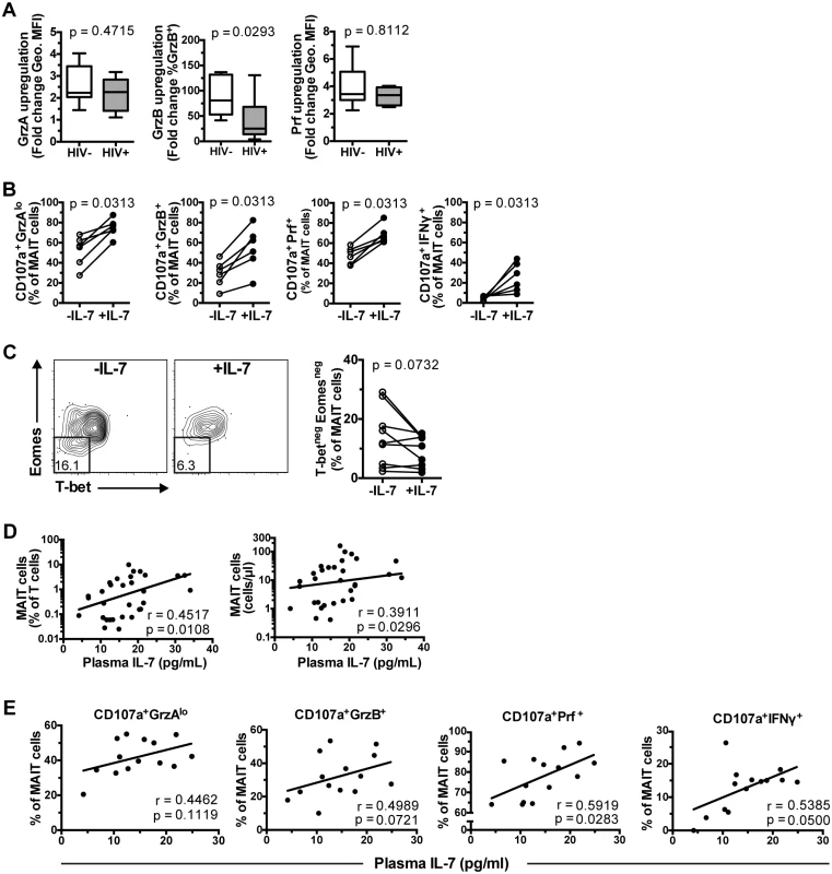 IL-7 restores MAIT cell effector dysfunction.