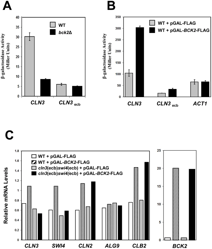 Bck2 requires intact ECB elements for transcriptional activation.