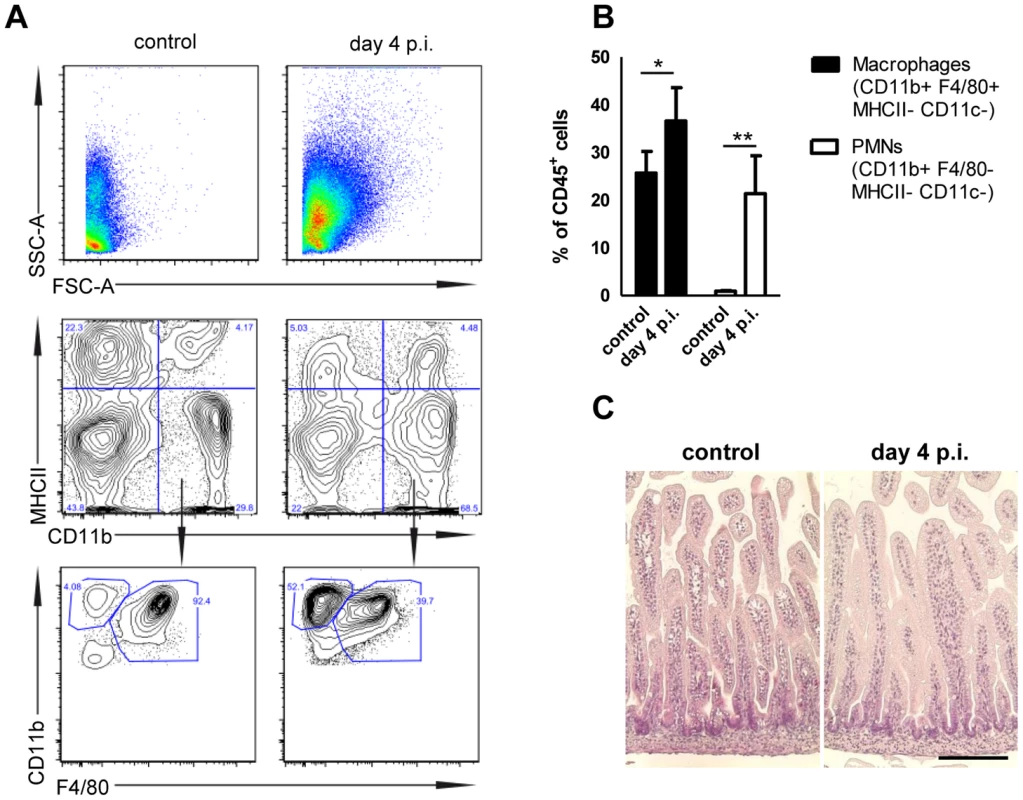 Mucosal tissue response following <i>S.</i> Typhimurium infection in neonate mice.