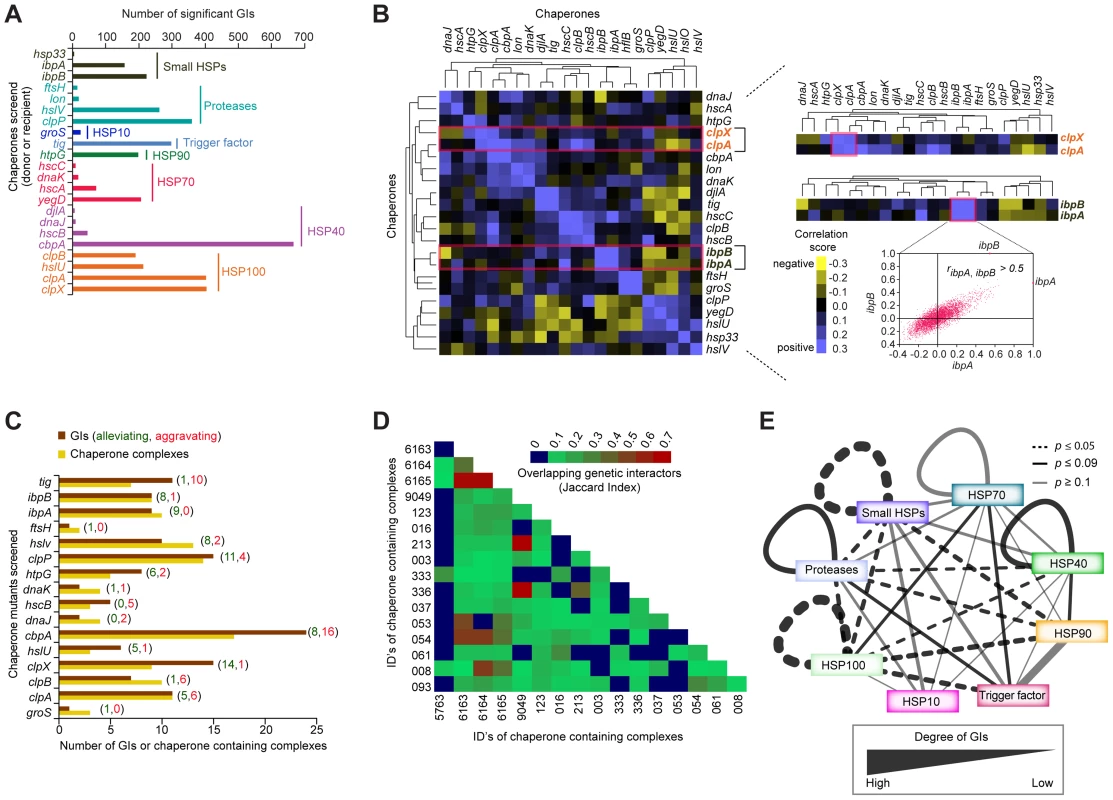 Functional crosstalk among chaperones and proteases.