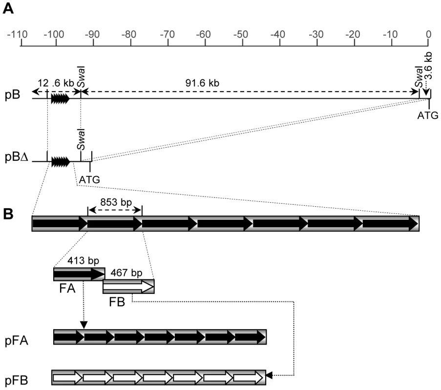 Transgenic constructs used for maize transformation.