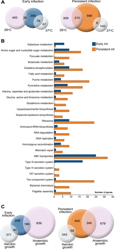 <i>Y. pseudotuberculosis</i> undergoes transcriptional reprogramming for adaption to persistence.