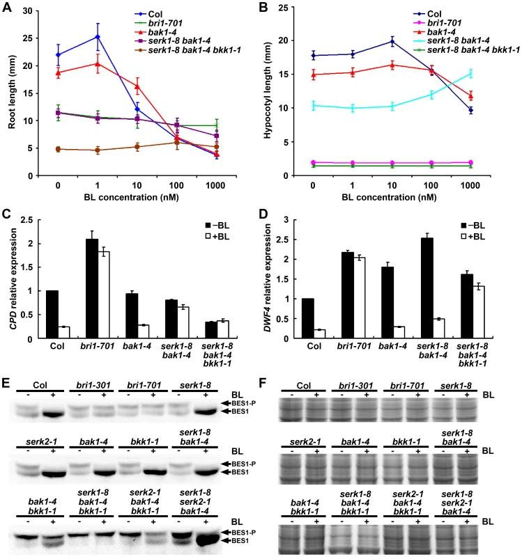 <i>serk1-8 bak1-4 bkk1-1</i> triple null mutant is insensitive to exogenous BR treatment.
