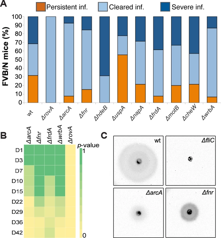 Establishment of persistent infection requires <i>arcA, fnr, frdA</i>, and <i>wrbA</i>.