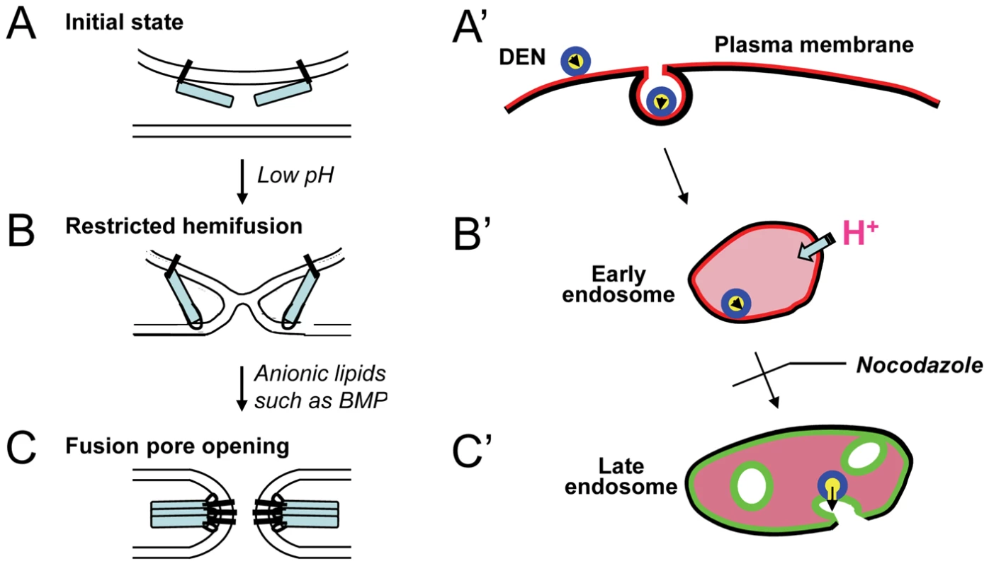 The schematic diagram that illustrates the proposed mechanism of DEN entry.