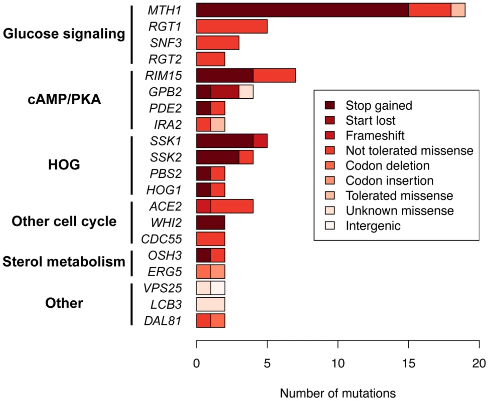 Identity, severity and function of recurrently mutated genes across all experiments, grouped by pathway.