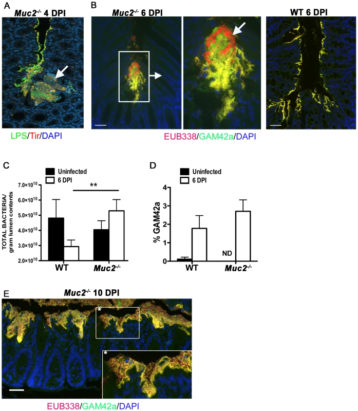 Increased luminal load of both pathogenic and non-pathogenic bacteria in <i>Muc2<sup>−/−</sup></i> mice during infection.
