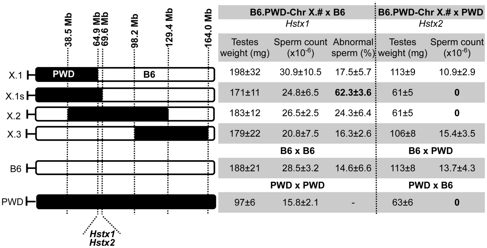 Fine mapping of <i>Hstx1</i> and <i>Hstx2</i> HS loci on Chr X using partial consomic strains.