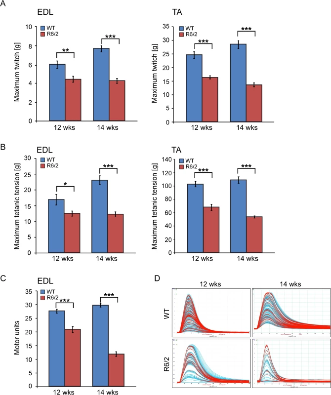 Neuromuscular function in the R6/2 mouse model of HD.
