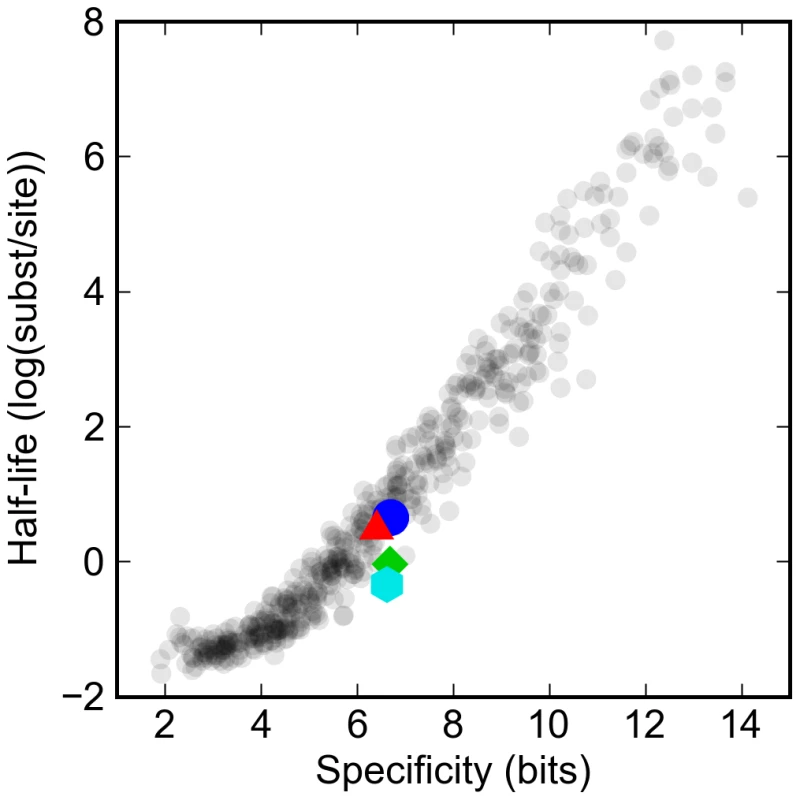 Turnover rates vary widely in proportion to information content of transcription factor binding site model.