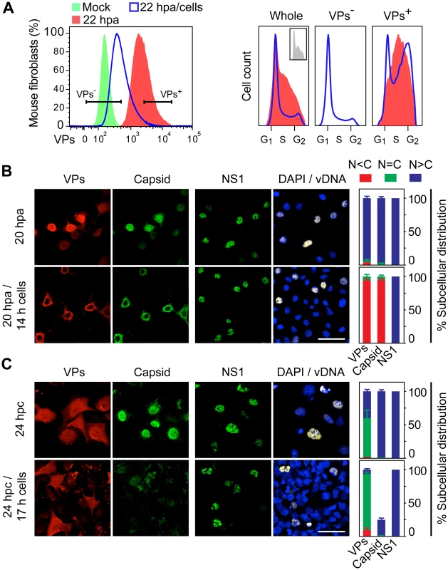 Cell density arrest signals perturb and may misplace MVM assembly.