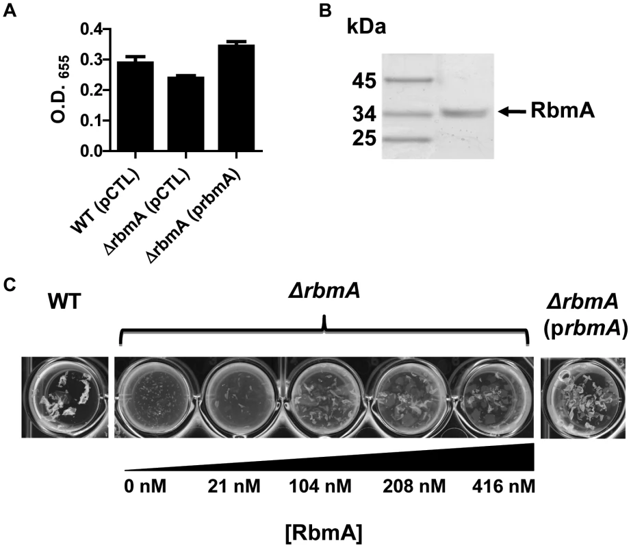 Purified RbmA-FLAG rescues a Δ<i>rbmA</i> mutant.