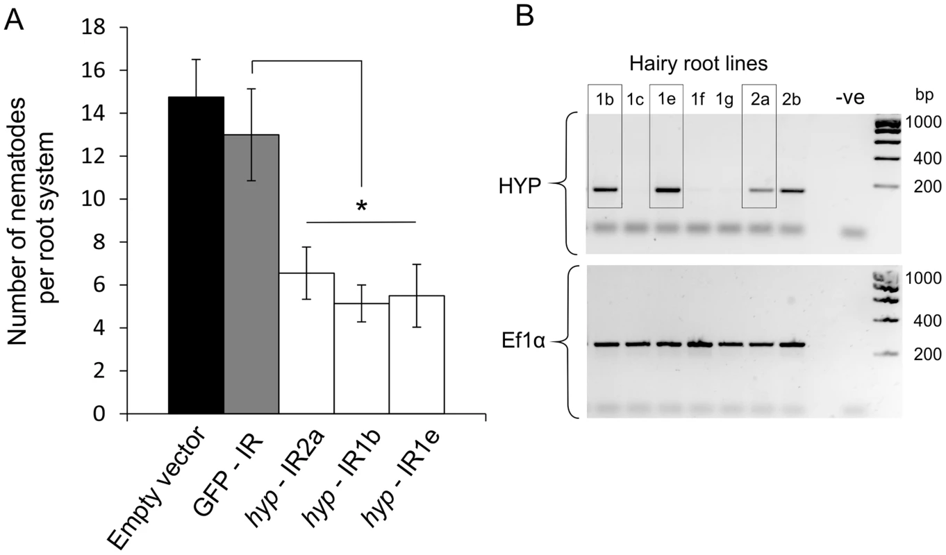 RNA interference of <i>Gp-hyp</i> genes.