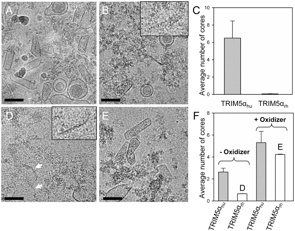 Effects of TRIM5α CC-SPRY<sub>rh</sub> on isolated HIV-1 cores.