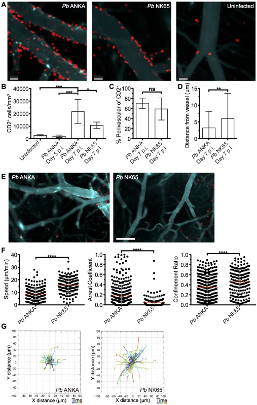 T cells exhibit equivalent perivascular compartmentalisation but distinct behaviours during <i>Pb</i> ANKA and <i>Pb</i> NK65 infections.