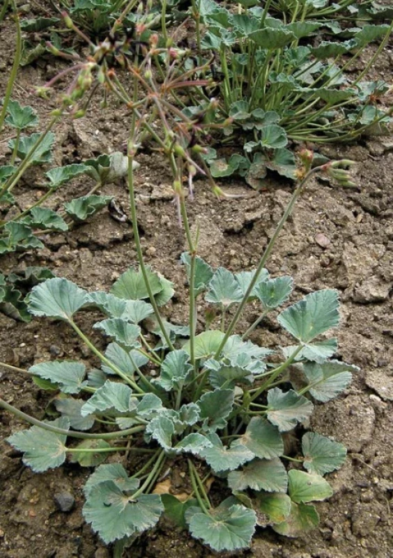 Pelargonium sidoides (celá rostlina)