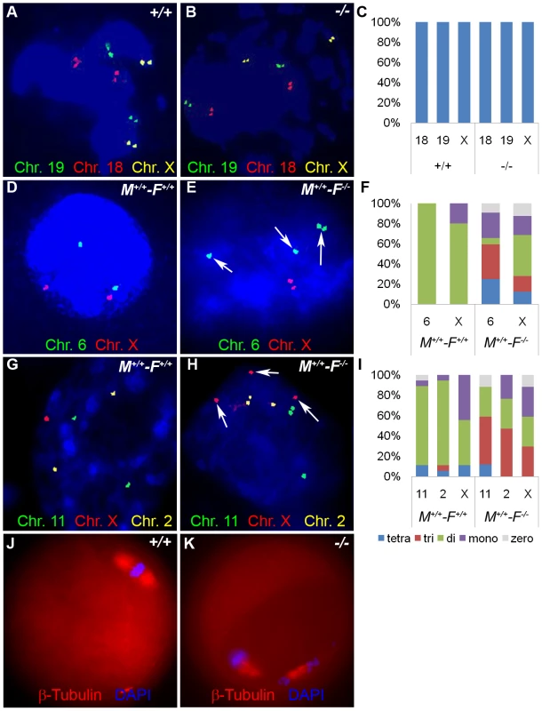 <i>Hormad1<sup>–/–</sup></i> fertilized oocytes show widespread hypo- and hyperdiploidy.