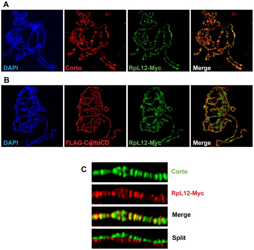 Corto and RPL12 share many sites on polytene chromosomes.