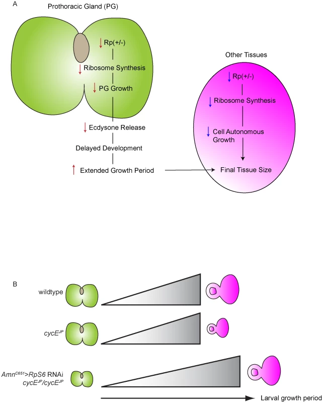 The ecdysone model of <i>cycE<sup>JP</sup></i> suppression and <i>Minute</i> overgrowth phenotype.