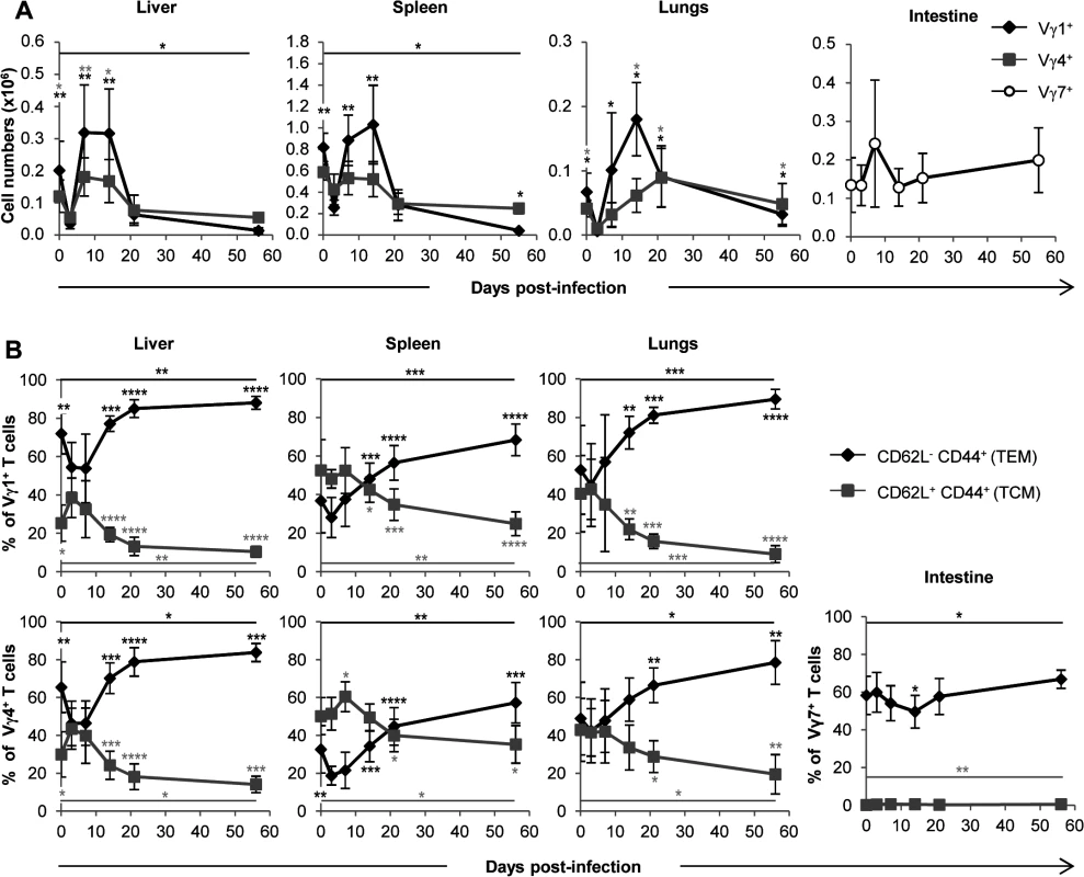 Both Vγ1 and Vγ4 subset are involved in γδ T cell response to MCMV.