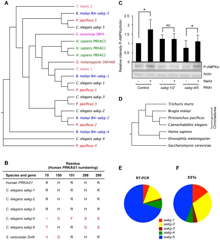 Characterization of five AMPK γ subunits in <i>C. elegans</i>.