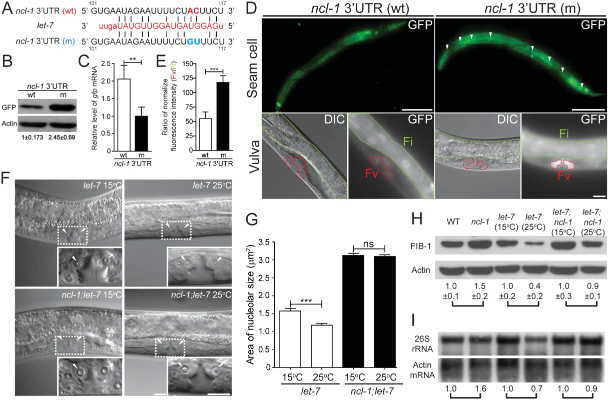 The <i>let-7-ncl-1-fib-1</i> pathway controls the nucleolus size and function.