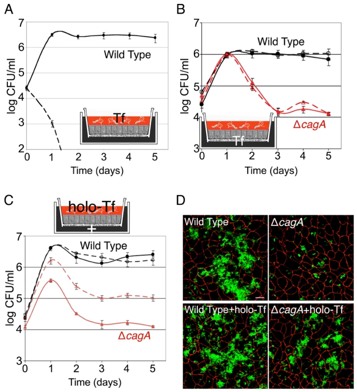 Holotransferrin promotes <i>Hp</i> microcolony growth on the cell surface.