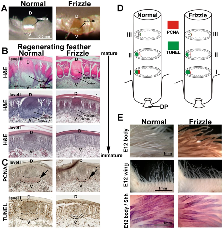 Histological sections of developing normal and frizzle feather filaments.