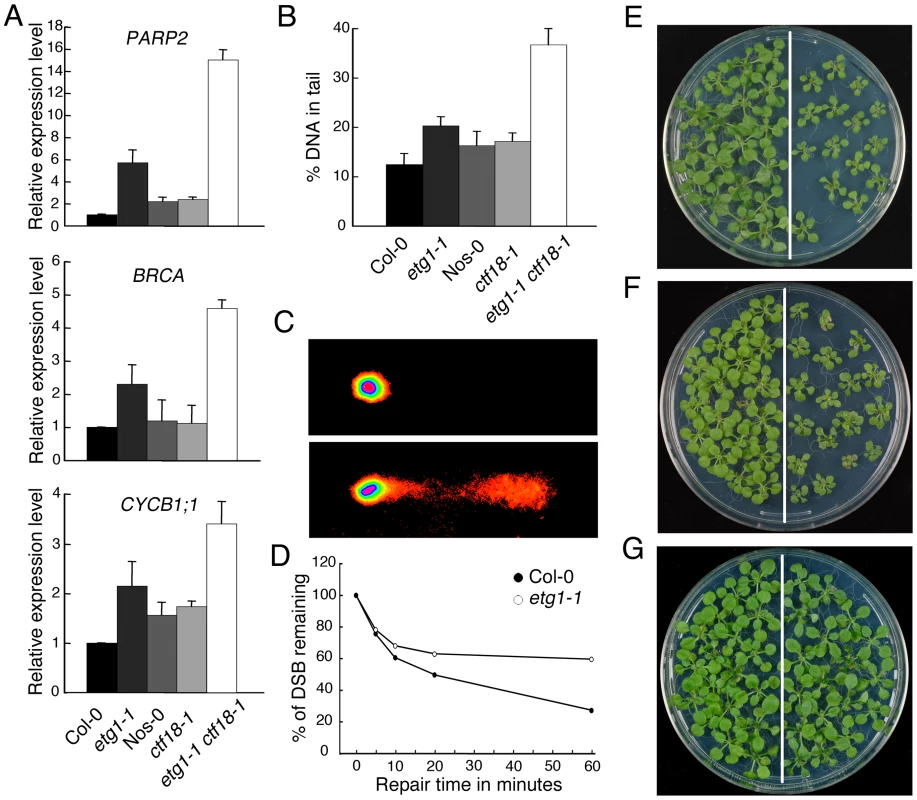 Inefficient DNA repair upon loss of sister chromatid cohesion.