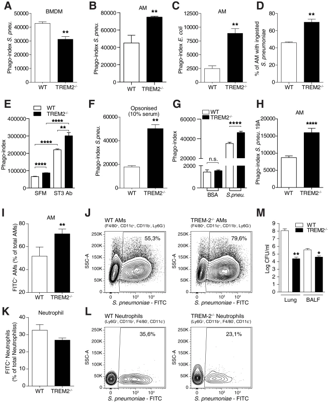 Elevated phagocytosis of bacteria by TREM-2 deficient AM.