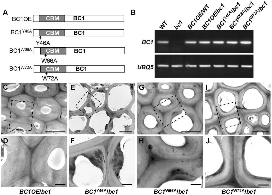 The CBM in BC1 is a functional domain.