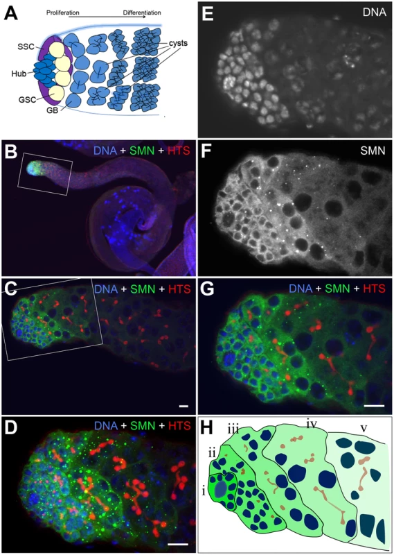 An SMN gradient in the <i>Drosophila</i> adult testis.