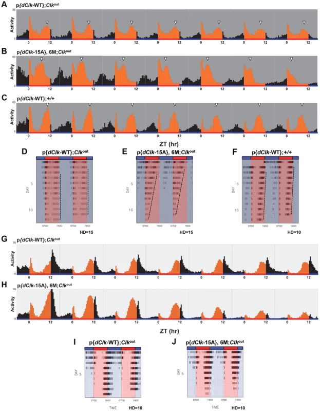 Impaired behavioral entrainment of p{<i>dClk</i>-15A};<i>Clk</i><sup>out</sup> flies in daily temperature cycles.