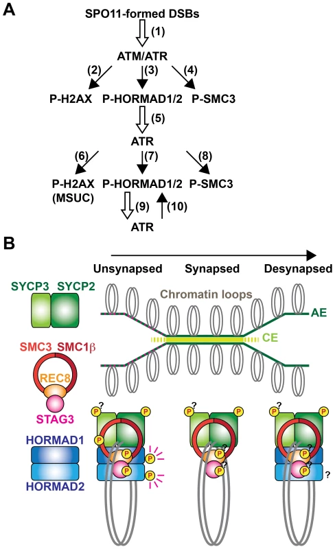 Chromosomal regions are marked by compositional differences and modification status of axis proteins.