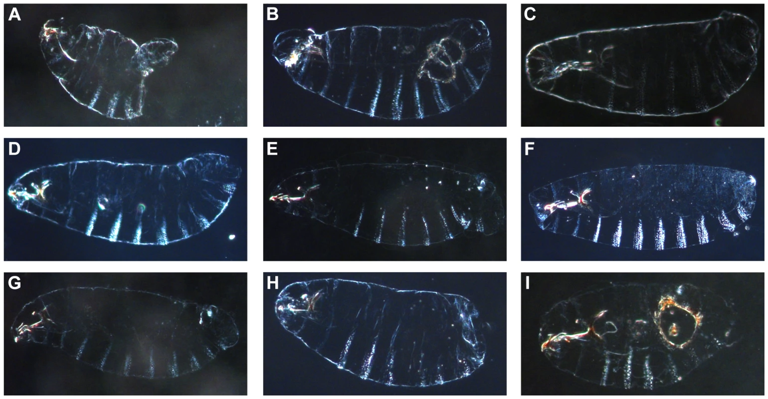Cuticular defects observed in the nine lethal regions from the <i>D. melanogaster X</i>-chromosome.