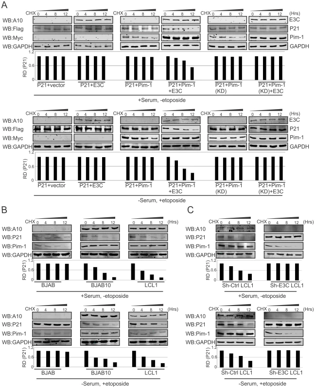 EBNA3C destabilizes p21 through Pim-1 independent of the DNA damage response.