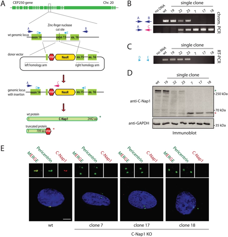 Construction of RPE1 C-Nap1 KO cells.