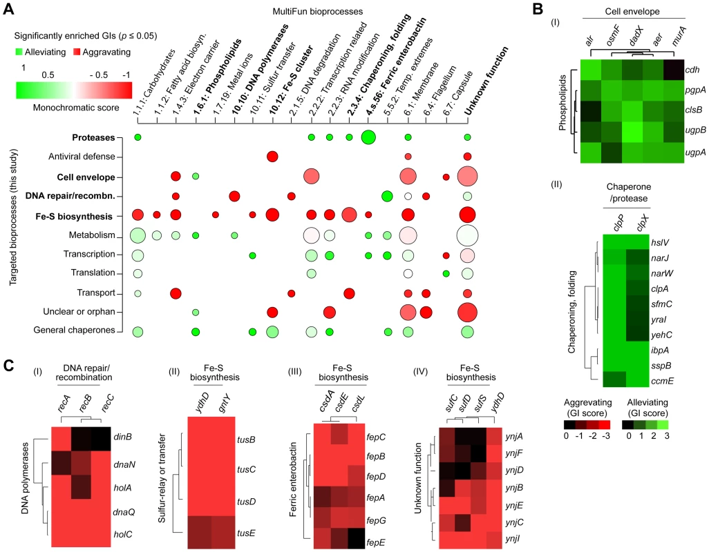 Monochromaticity of GIs among bacterial bioprocesses.
