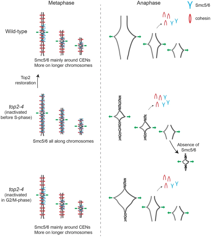 Model describing the connection between chromosome segregation and the chromosomal association of Smc5/6 and cohesin.