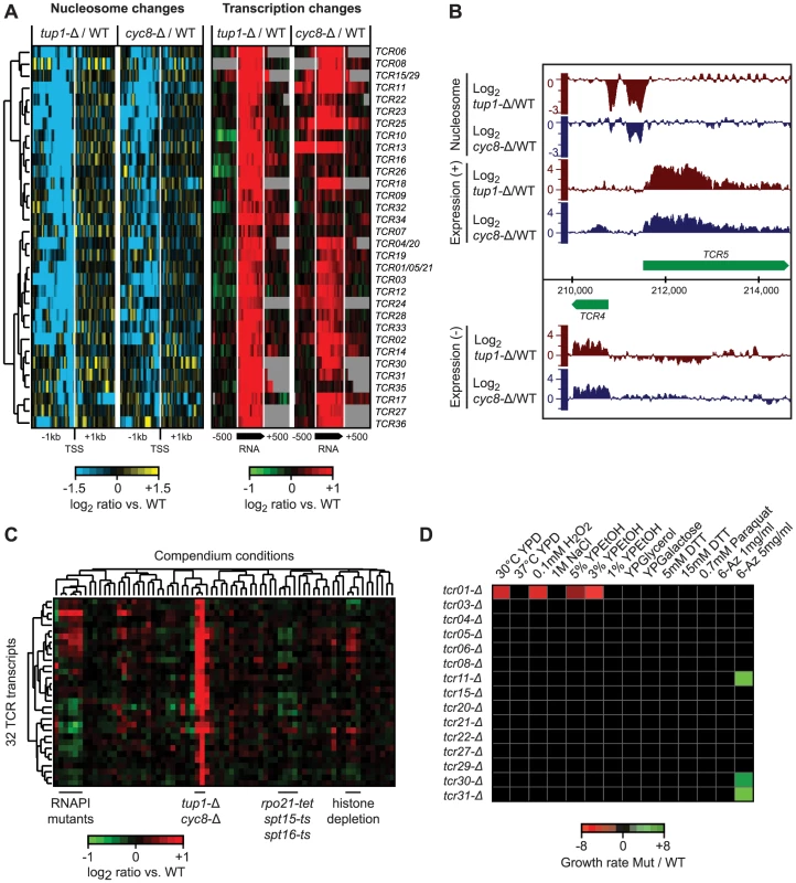 Novel transcripts identified in <i>tup1-Δ</i> and <i>cyc8-Δ</i> strains.