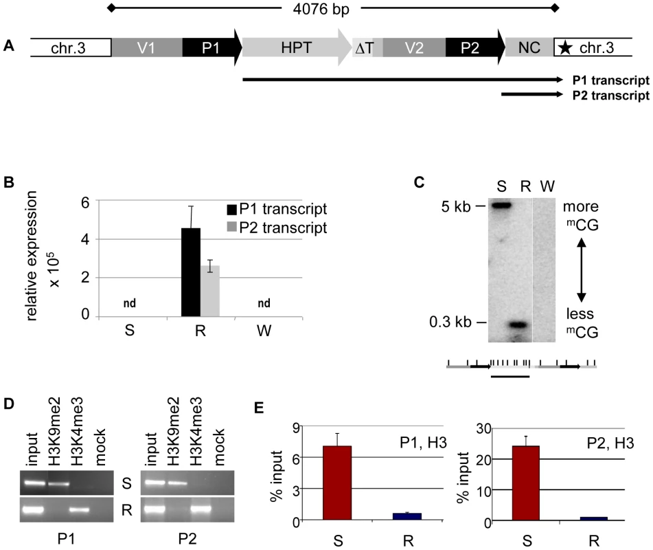 Epialleles differ in chromatin features.
