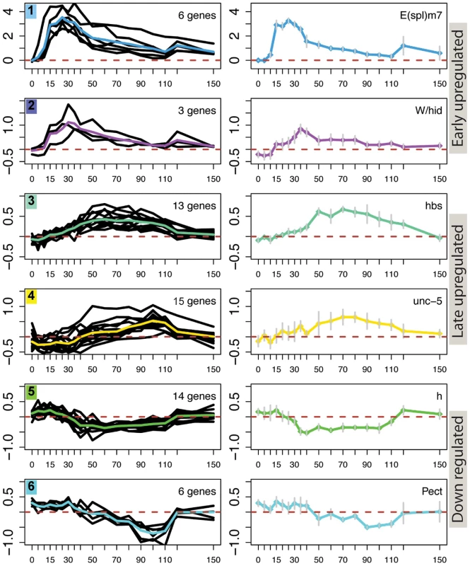 Different temporal profiles in response to Notch activation.